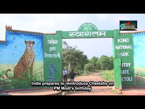 India prepares to reintroduce Cheetahs on PM Modi's birthday