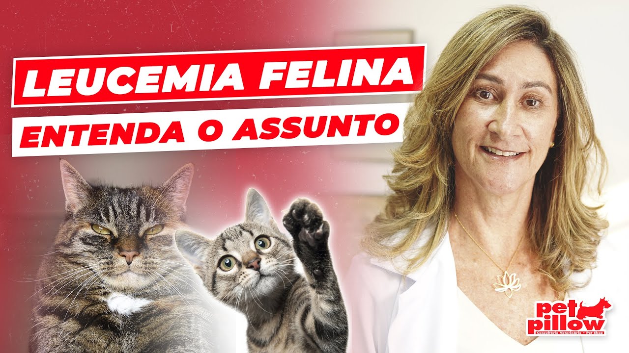 FeLV em gatos: saiba tudo sobre a leucemia felina | Dra. Michele Sandrault