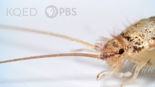 Firebrats and Silverfish Are Rocking Some Old-School Looks | Deep Look