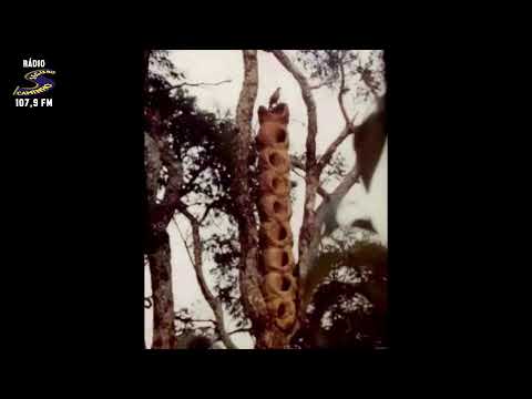 Programa: Caminho da Roça - 09/03/26 - Parte 1 - Apresentação: Paulinho