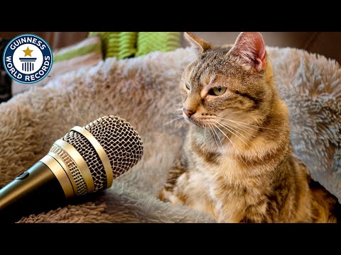 Meet the Cat with the Loudest Purr