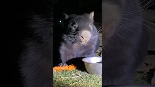 おいしそうにご飯もらうウォンバット #iloveanimals #wombat #オーストラリア #visitvictoria #どうぶつ #travel #farmlife