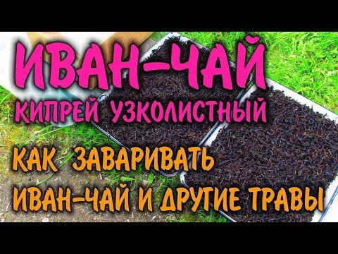 ИВАН ЧАЙ КАК ЗАВАРИВАТЬ - САМЫЙ ВКУСНЫЙ ЧАЙ, а так же, лечебные травы, травяные сборы. Бушкрафт.