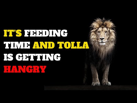 "It’s Feeding Time and 🍽️ Tolla is Getting Hangry" 🐾 | Muhunu Potha | Funny video