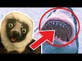 Zoboomafoo Season 2 HOUR Compilation FULL EPISODES