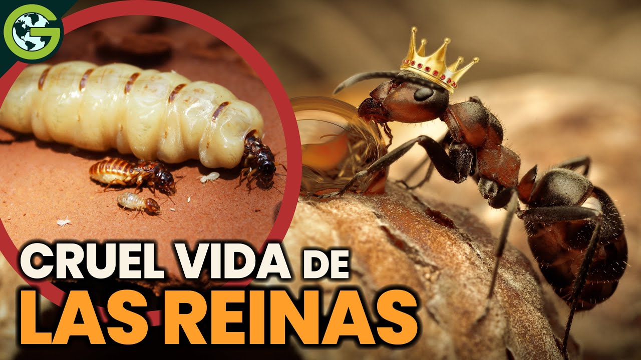 La CRUEL VIDA de las REINAS de los INSECTOS 🐜🐝