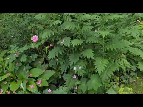 Tusen trädgårdar 2022