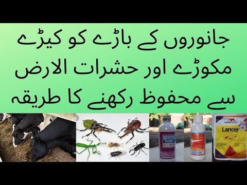 Janwaron ke Baaray Ko Hashraat se Mehfooz Rakhne ka Tareeka...