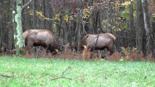 preview picture of video 'Sparring Bull Elks'