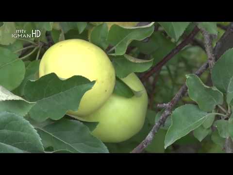 POSLANIKOVA s.a.v.s. MEDICINA, JABUKA JE KRALJICA VOĆA...ŠTA SVE LIJEČI...