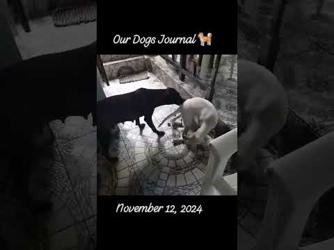 #111224 #ourdogsjournal #someofourdogs #dogs #dogslife #dogsday #dogshorts #dogsvideo (1)