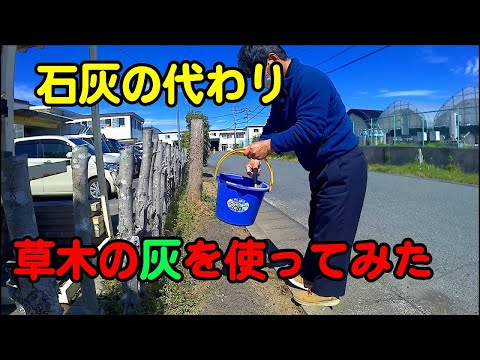 しだれの灰、垂れ下がった灰 植物