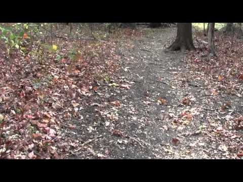 Bay Circuit Trail : Ipswich MA Linebrook Woods Part 2.