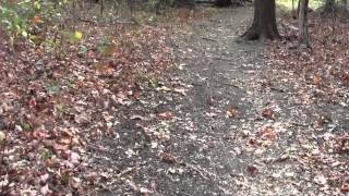 preview picture of video 'Bay Circuit Trail : Ipswich MA Linebrook Woods Part 2.'