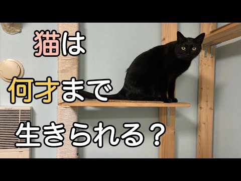 猫は何年生きますか?