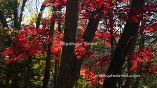 屈斜路湖の紅葉