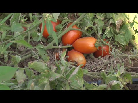 Festival do Tomate e do Mel reúne produtores, técnicos e empresas em Conceição do Canindé 20 08 2022