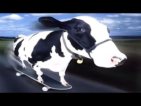 Top 5 Cow