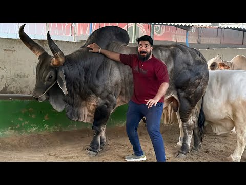 World Biggest Chand Bull 😱 