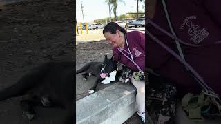 Video preview image #1 Mutt Puppy For Sale in Pasadena, CA, USA