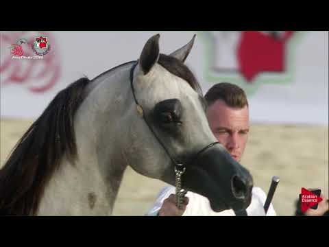 N 417 ANED AL HAWAJER   UAE Nationals 2019