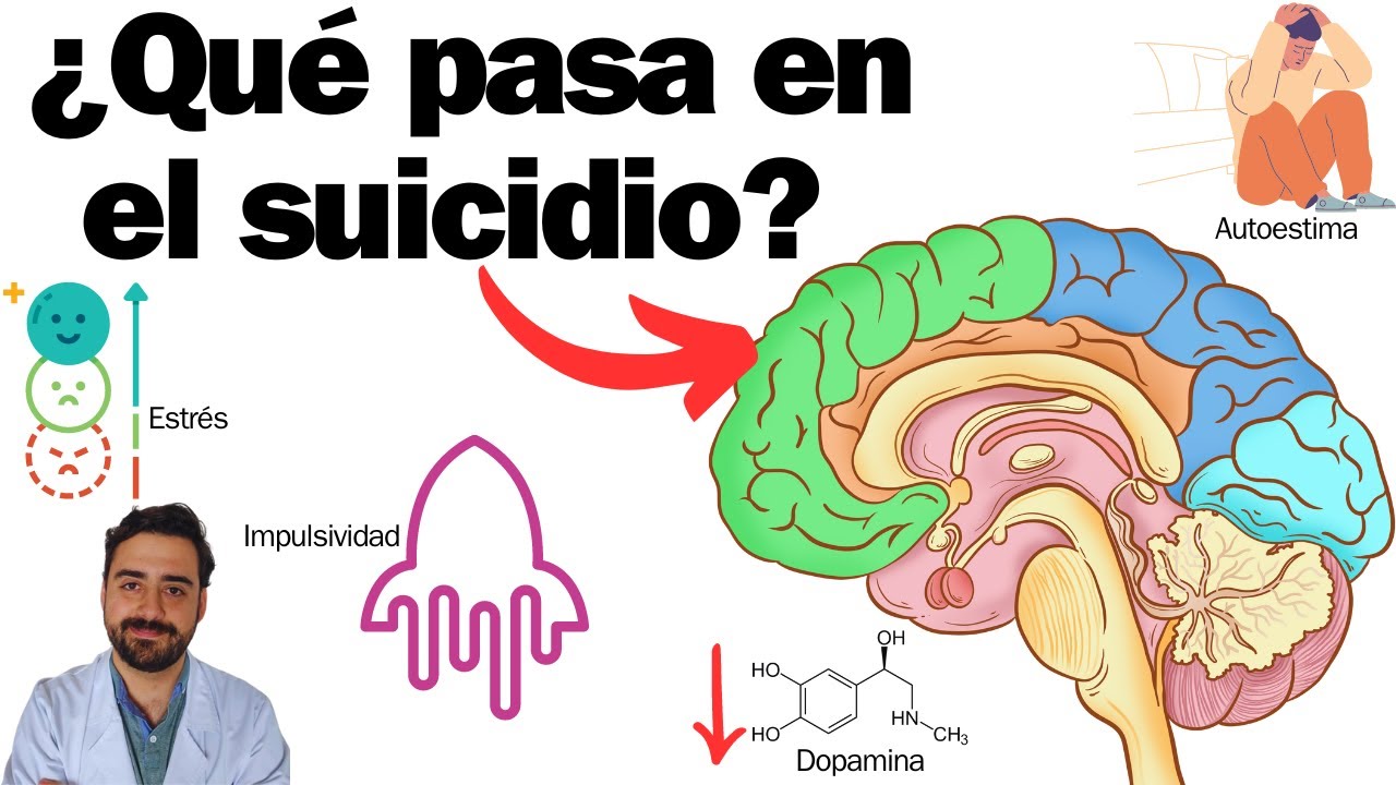 What happens in the brain of someone who commits suicide?