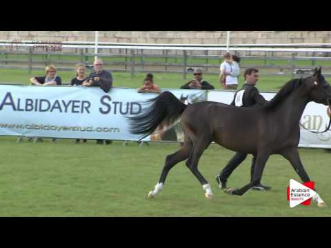 Chantilly 2016 ABCE - CLASS 8