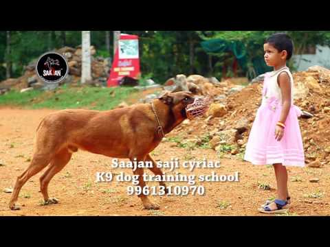 Saajan Saji Cyriac K9 training school.9961310970