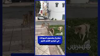⁨  شباب مغاربة يطعمون الحيوانات الضالة والطيور في شوارع القصر الكبير thumbnail