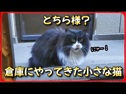 youtube-動物記事1970/01/01 09:00:00