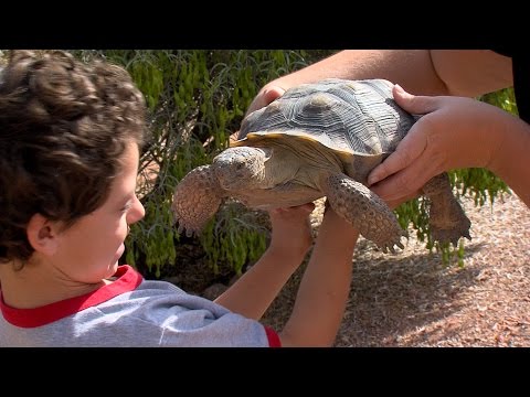 image-Are desert tortoises illegal in Arizona?