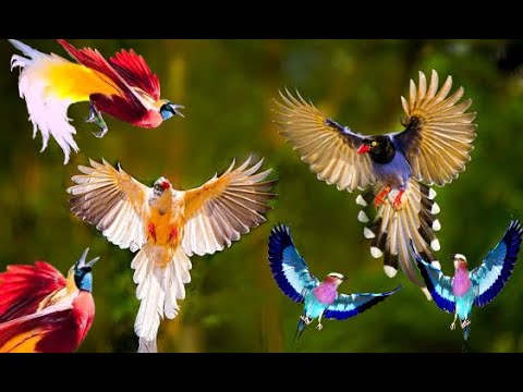 Cennet Kuşları, resim gibi renkli, şiir gibi yumuşak, adı gibi, sanki gerçekten cennet, terapi gibi