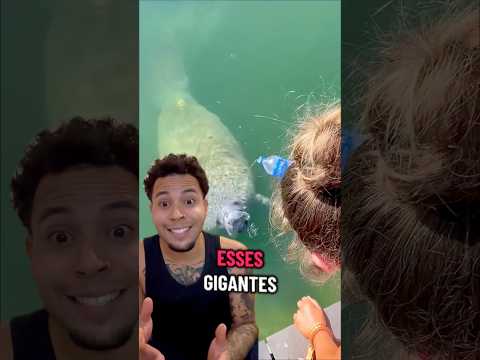 PEIXE BOI! #animal #bicho #curiosidades #peixes