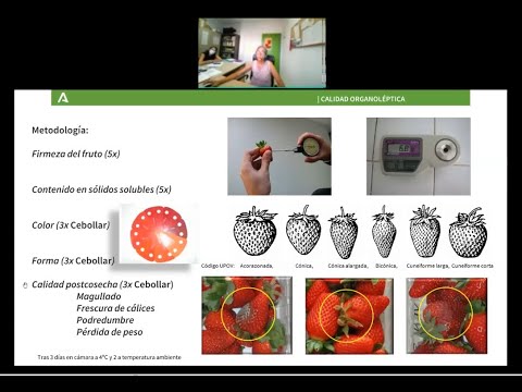 Fotograma del vídeo: Resultados de ensayos de variedades de fresa y arándano. Campaña 20-21