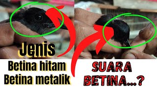 Download lagu KENALI BETINA HITAM DAN SUARA BETINA..!!! JANGAN TERTIPU mp3