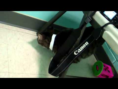 Meet Danyal a Domestic Shorthair currently available for adoption at Petango.com! 2/15/2013 11:33:40