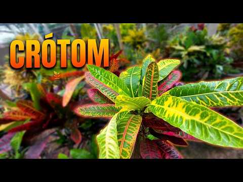CROTONS: conheça os meus crótons Cobra, Acubaefolium e Norma.