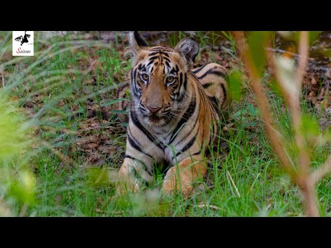 Jungle Tales | Tiger in Tadoba | Sounds of jungle | Saikat Show