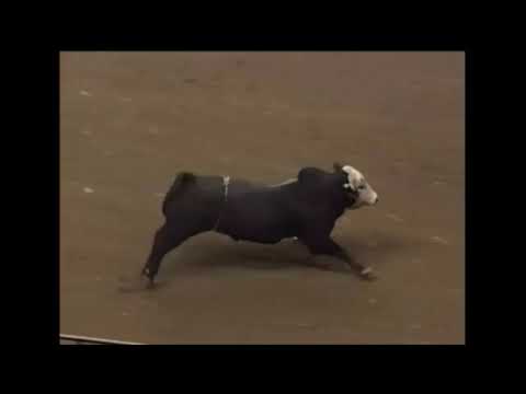 Dillinger bucks Michael Gaffney - 01 PBR St. Louis