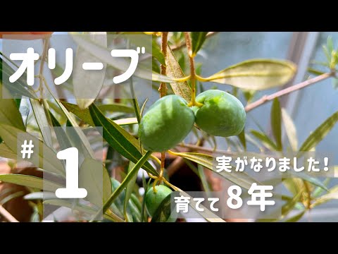 園芸 オリーブの木の結実
