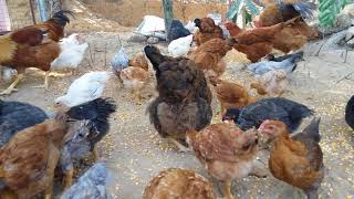 preview picture of video 'Integrated poultry in coffee plantation.'