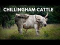 Chillingham Cattle: Unlocking the Wild Breed’s Ancient Secrets