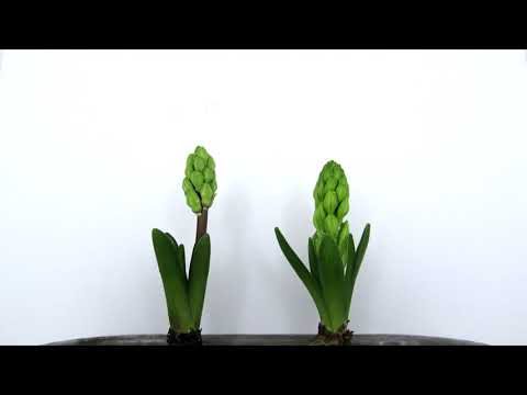 HYACINTHUS ORIENTALIS SPROUTING TIME LAPSE [4K]