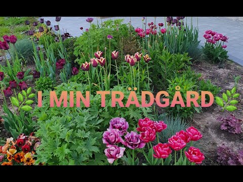 🌿TRÄDGÅRDSVLOGG - fina tulpaner🌿