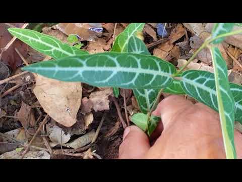 Nutrilite และความแข็งแรง โยคะสำหรับวิดีโอผู้ชายแรง