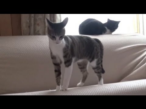 Cat's Sneak Attack - Video