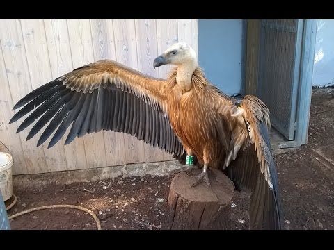 Η σήμανση του γύπα πριν την απελευθέρωσή του