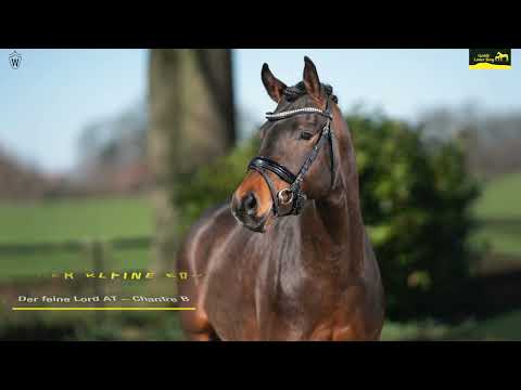 Gestüt Letter Berg, Pony-Prämien-Hengst Der kleine Earl, von Der feine Lord AT – Chantre B – Nobel