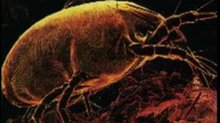 With Every Breath: Health Effects of Smog (Spanish)