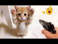 Funniest Animal Videos 😂 Goofy Pets Doing What They Do Best 😹🐶 DEFAULT Thumbnail